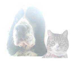 Combination Essences for Animals