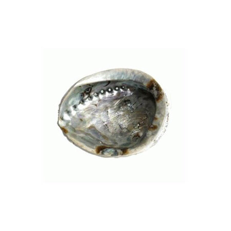 Abalone schelp XS, kleine abalone schelp van ongeveer 7 x 9 cm